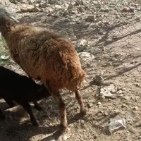 میش وبره|حیوانات مزرعه|معمولان, |دیوار