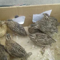 بلدرچین نر گوشتی ۱۰ تا و ماده ۲۰ تا