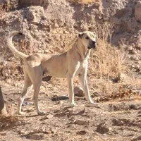 واگذاری سگ سرابی ۲۰ ماهه قد ۸۰|سگ|اردبیل, |دیوار