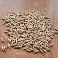 جو محلی درجه یک یک ضمانتی برای کاشت