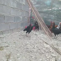 چندتا جوجه خروس دونه یک ملیون|حیوانات مزرعه|میناب, |دیوار