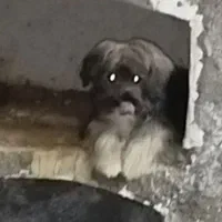 سگ پاکوتاه ماده