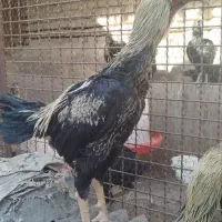 لاری ۴خروس جوان