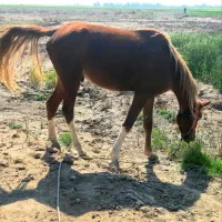 اسب|اسب و تجهیزات اسبسواری|بهبهان, |دیوار