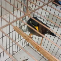 مینا خوشکل|پرنده|قم, سراجه (۱۵ خرداد)|دیوار