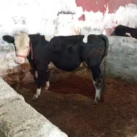 گوساله