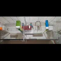 مرغ عشق جفت کارداده