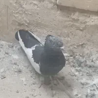 سینه ماده