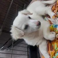 واگذاری توله سگ ۲ ماه ماده اشپیتز