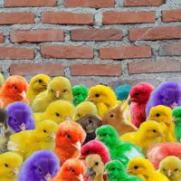 جوجه رنگی و جوجه اردک