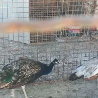 طاووس|پرنده|کاشان, فین بزرگ|دیوار