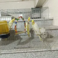 3عدد عروس هلندی