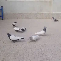 کبوتر رنگه پرشی