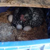 مرغ و خروس پولند و کوشین و جوجه سبرایت|حیوانات مزرعه|کاشان, پشت شهربانی|دیوار