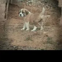 توله عراقی نر