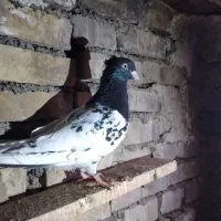 کله سیاه نرمست