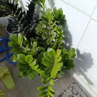 گل زیبا قشنگ به علت جانبودن به فروش میرود