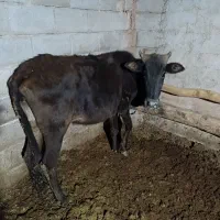 فروش گاو