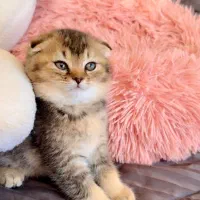 گربه های زیبا و شجره دار و تربیت شده|گربه|شیراز, ابیوردی|دیوار