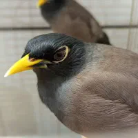 دو عدد مرغ مینا سخنگو