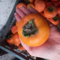 خرمالو شیرین بدون آفت وکود