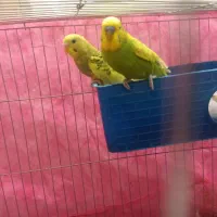 یک جفت مرغ عشق بالغ|پرنده|ایرانشهر, |دیوار