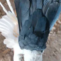 دمسیاه کلایی