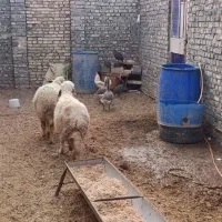 گوسفند
