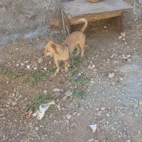 سگ پا کوتاه