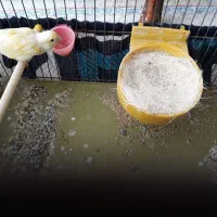 قناری ماده آماده و تخم گذار|پرنده|شیراز, میانرود|دیوار