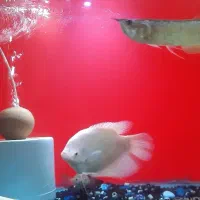 ماهی چانا آروانا لجن خوار پولی گوارمی جاینت ردتیل