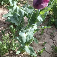 نیروی افغانی برای کشاورزی