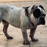 سگ امریکن بولی پوکت خاص|سگ|کرمان, |دیوار