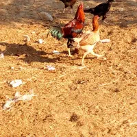 مرغ و خروس اصیل نژاد دار|حیوانات مزرعه|بمانی, |دیوار