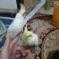 عروس هلندی|پرنده|بندرعباس, |دیوار