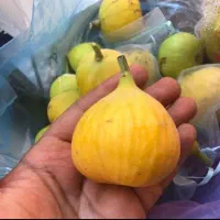 فروش انواع نهال انجیر
