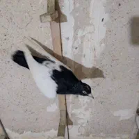 کلاغ رسمی و سینه|پرنده|مشهد, ادیب نیشابوری (شهرک غرب)|دیوار