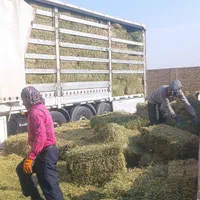 یونجه ی درجه یک کلی و جزئی|خدمات باغبانی و درختکاری|قزوین, |دیوار