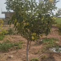 فروش باغچه در خسرو آباد|فروش زمین و ملک کلنگی|نظرآباد, خسروآباد|دیوار