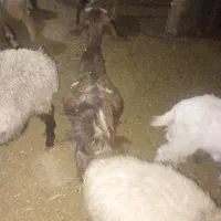 بز وکهره|حیوانات مزرعه|فیروزآباد (فارس), |دیوار