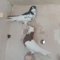 کفتر شهری بهبهانی