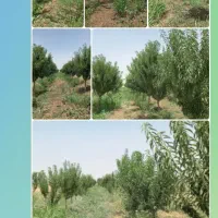 فروش باغ میوه
