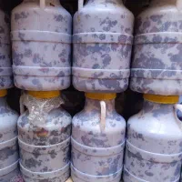 کپک ،هارک ، جاهین|خوردنی و آشامیدنی|سراوان, |دیوار