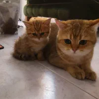 گربه بریتیش|گربه|تهران, اکباتان|دیوار