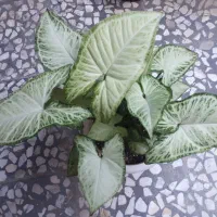 سینگونیوم ابلق