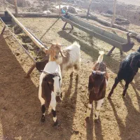 فروش ۴ عدد کهره|حیوانات مزرعه|نی‌ریز, |دیوار