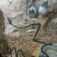 سار سبز المانی