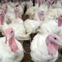 بوقلمون گوشتی زنده|حیوانات مزرعه|آشخانه, |دیوار