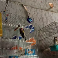 سهره عروس فنج کفتر