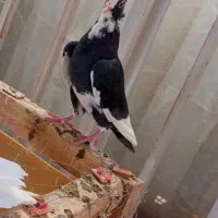 کبوتر|پرنده|رفسنجان, |دیوار